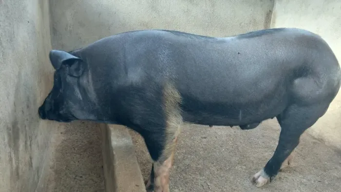 Porco Barrão