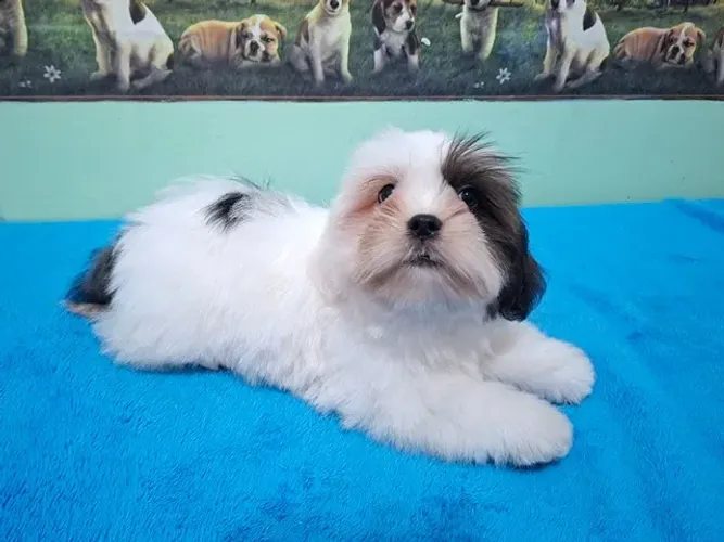 Lhasa Apso - Lindo Machinho Disponível à Pronta Entrega