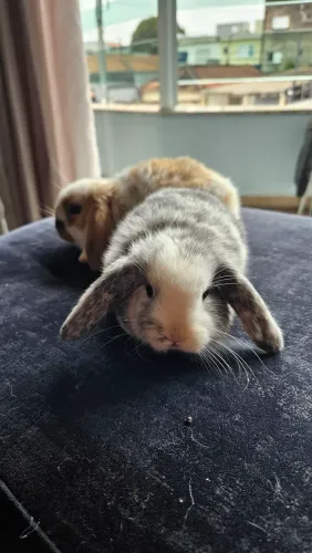 Coelho Mini Lop Uruguaio ( os das orelhas caidas )