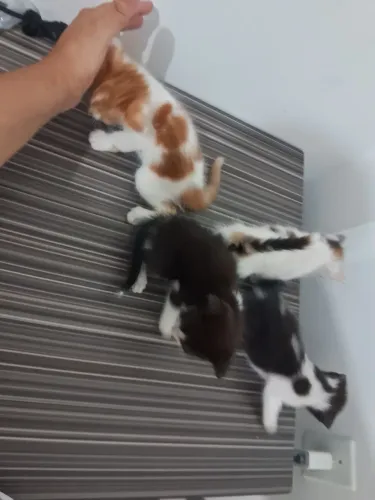 Filhotes mestiços para doação 