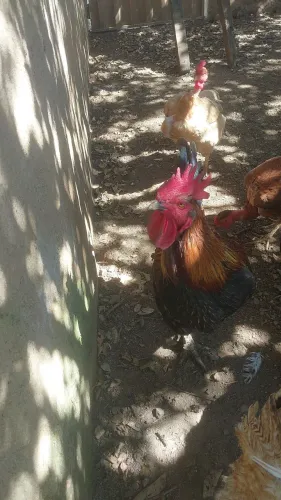 Galo 