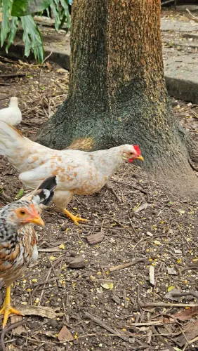 Casal de garnize/galinha da Índia
