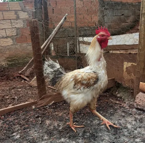 Galo caipira 