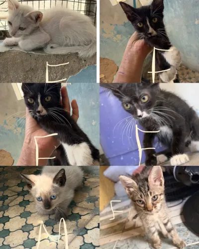 Gatinhos para adoção