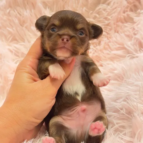 Chihuahua linhagem chocolate de olhos claros