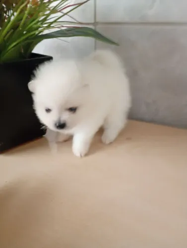 Lindos filhotes de Spitz alemão macho e fêmea disponível 