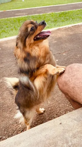 Spitz alemã fêmea 