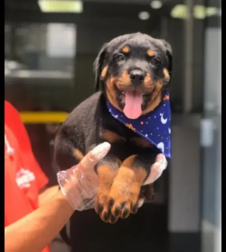 Filhotes de Rottweiler | Pequenos peludos cheios de encanto!