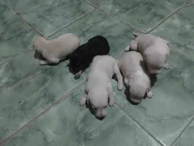 Cachorros pra doação 