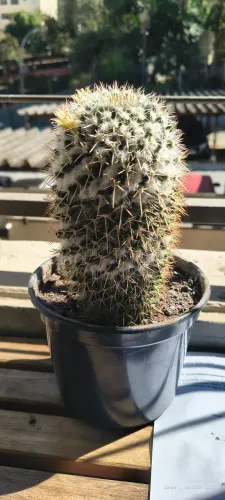 Cacto Mammillaria - R$20,00