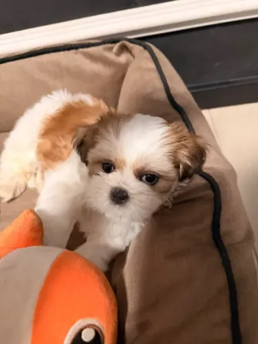 Filhote de Shi-tzu Macho