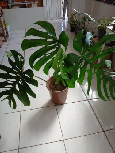 Folhagens diversas