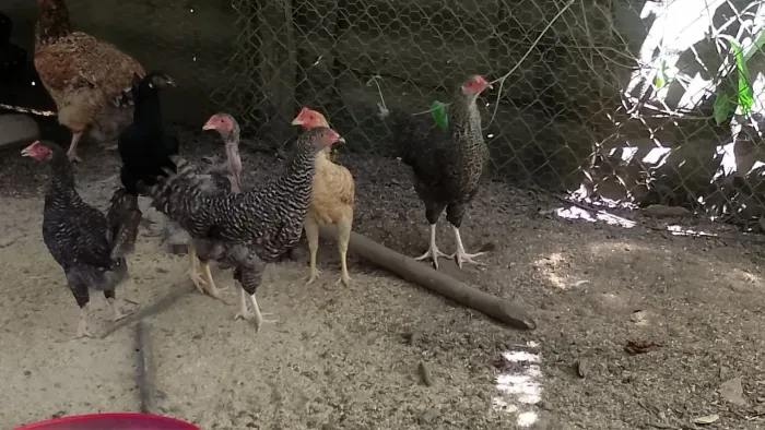 Frango caipira