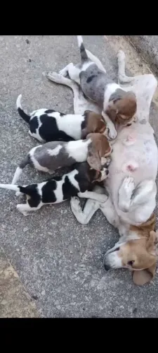 Ainda tenho uma feminha disponível beagle com americano valor 350