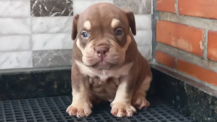 American Bully filhotes com pedigree 