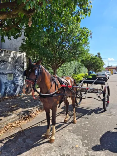 Vende-se engate cavalo e charrete para mais informações chamar no WhatsApp *.
