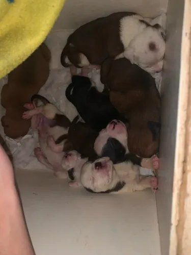 Vendo filhotes de pit bull