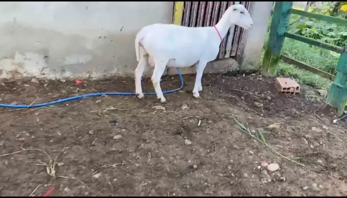 White dorper perto de parir