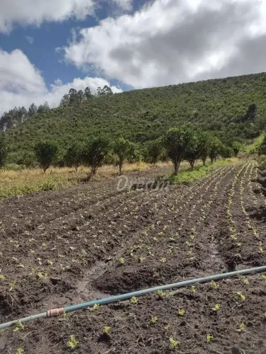 Sítio com 1 dormitório à venda, 45000 m² por R$ 550.000,00 - Granja Mafra - Teresópolis/RJ