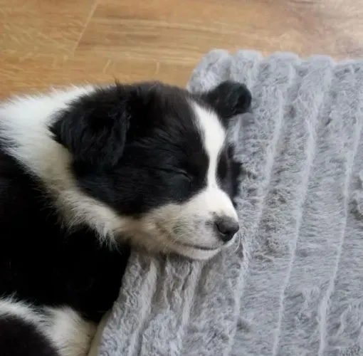 Filhotes de Border Collie | Patinhas prontas para espalhar felicidade.