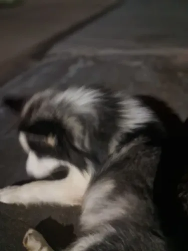 Vendo husky siberiano macho 