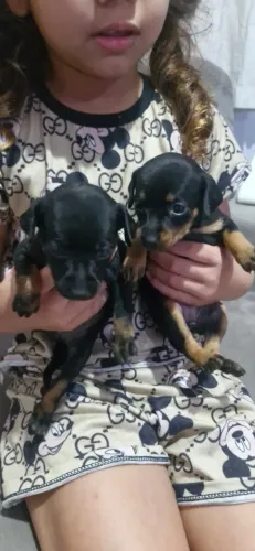 Pinscher com 60 dias com vacina