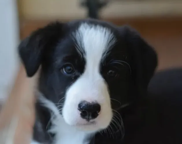 Filhotes de Border Collie | Carisma em todos os detalhes!