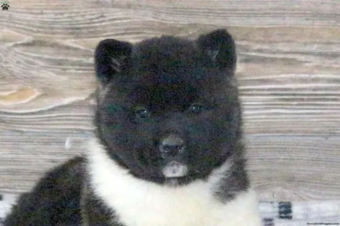 Akita lindo disponível - raça forte e imponente