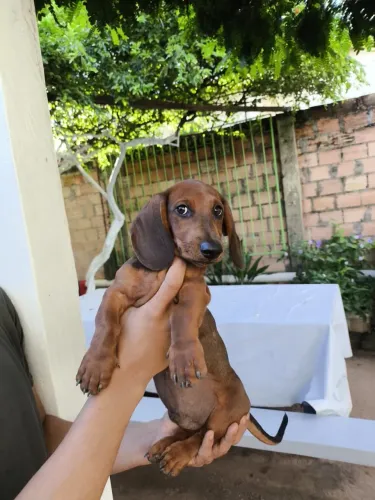 Filhotes de Salsichinha 