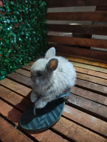 Coelho anão Netherland Dwarf