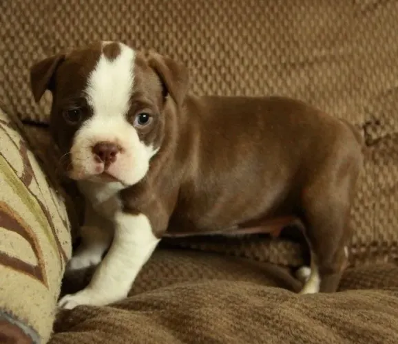 Pitbull - O Parceiro Perfeito Para Quem Busca Um Cão De Grande Porte