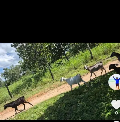 OVINOS E CAPRINOS.