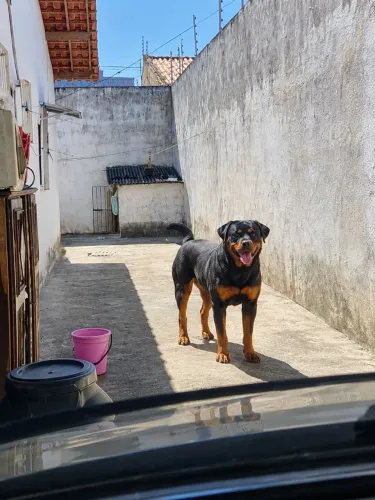 Procuro macho para cruzar rottweiler pedigree 