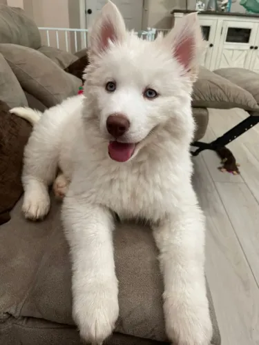 Husky siberiano parcelo até 18x puríssimo y