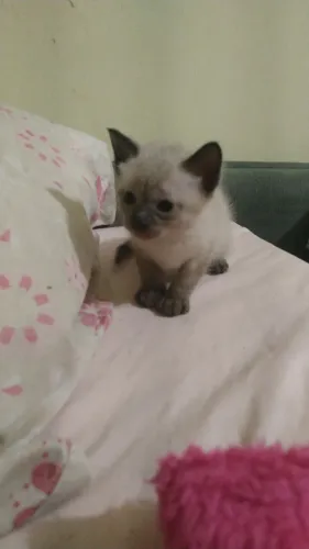 Gato siamês a venda 