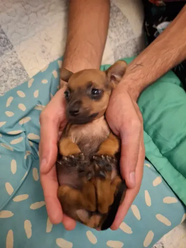 Filhotes de Pinscher