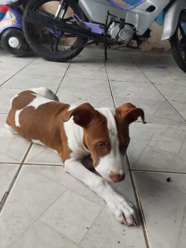 American Pit Bull Terrier 