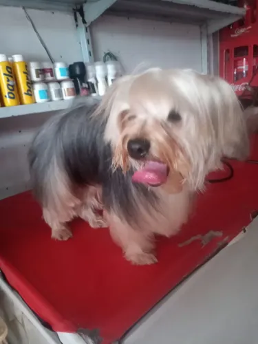A procura de uma namoradinha yorshire.