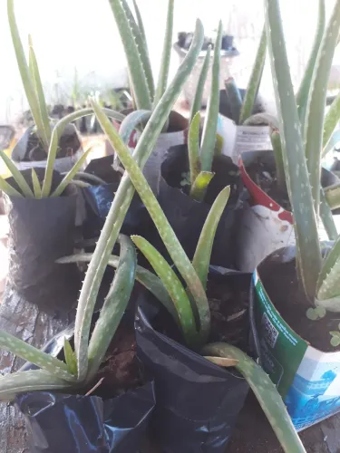 Vendo mudas de aloe vera 