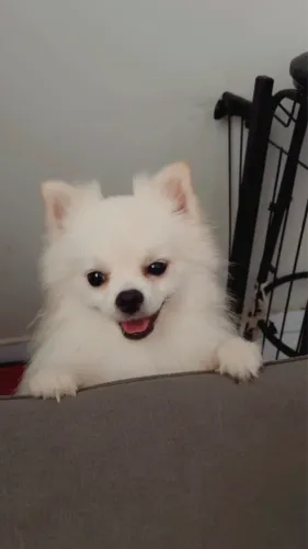 Lulu da pomerania