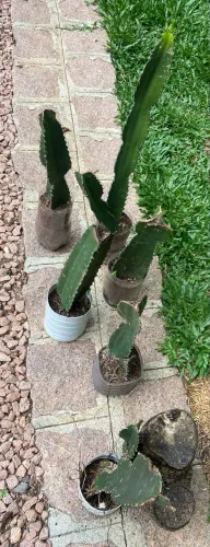 Mudas de cacto