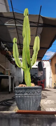 Euphorbia