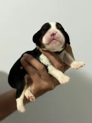 Cavalier King Charles Spaniel tricolor Macho
