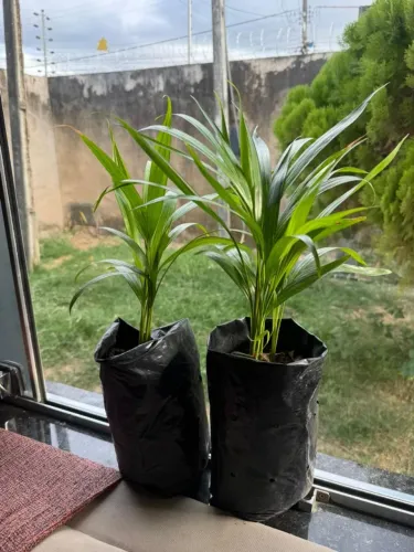 Palmeiras areca bambu