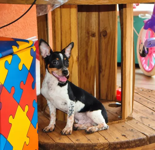Pinscher (macho)