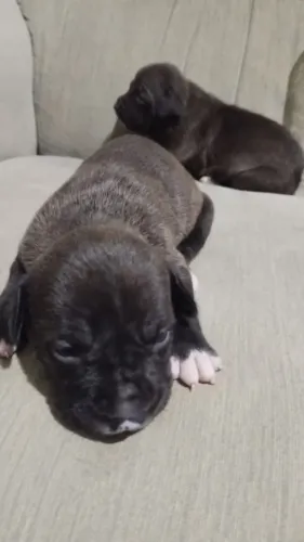 pit bull 