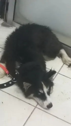Husky vendo ou troco