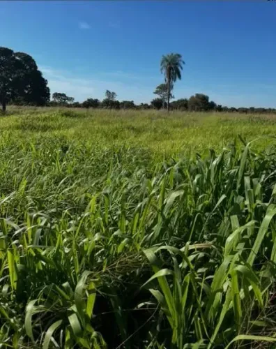 sitio de 19 hectares na região da cidade de Nossa Senhora do Livramento no Mato