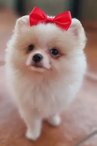 Lulu da pomerânia fêmea (spitz)