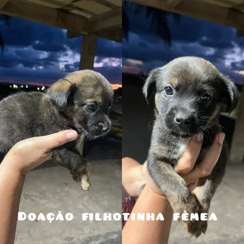 Filhote fêmea. Porte médio. 2 meses de vida